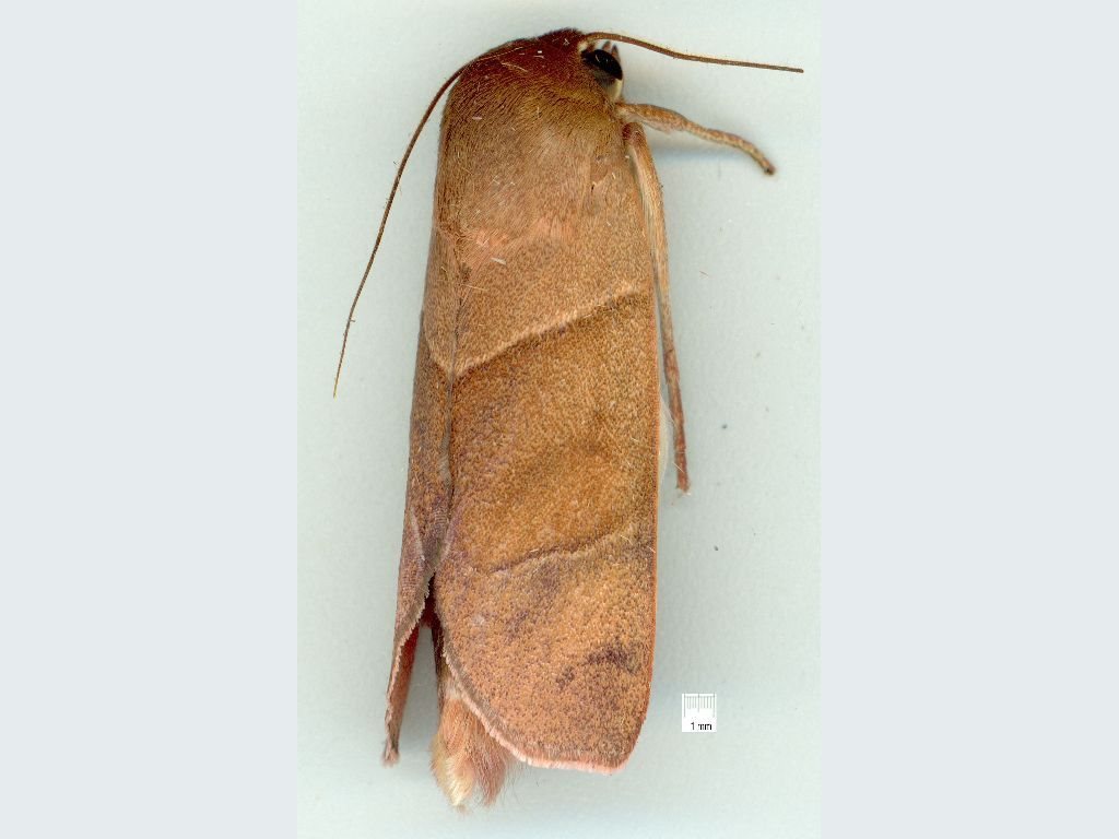 Aiteta