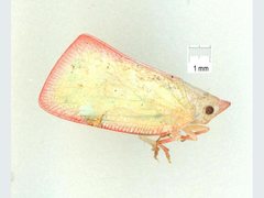 Colgar rufostigmatum