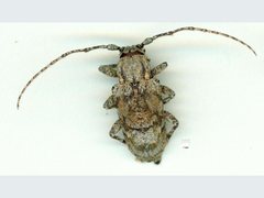 Menyllus maculicornis