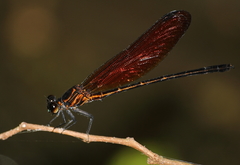 Euphaea lara