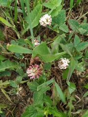 Trifolium hybridum