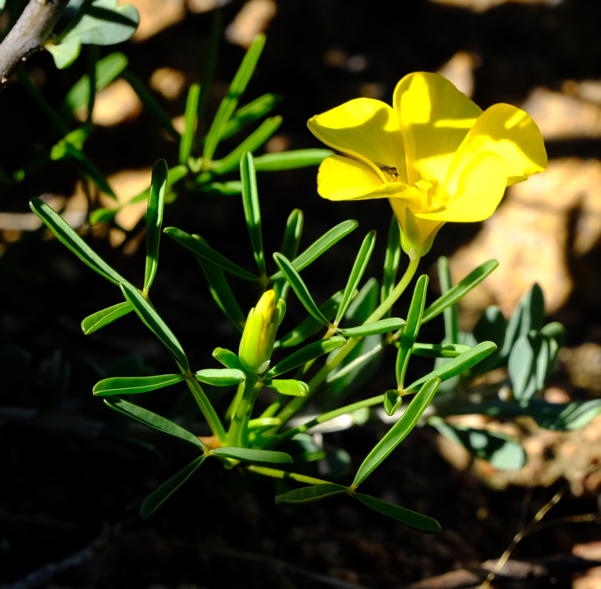 Oxalis namaquana Sond.