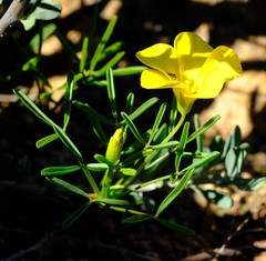 Oxalis namaquana