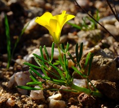 Oxalis namaquana