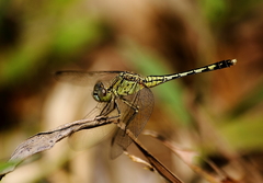 Diplacodes trivialis