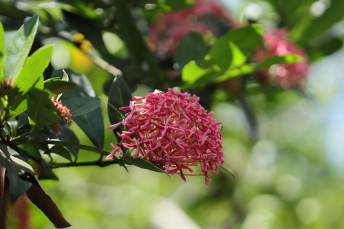 Ixora coccinea