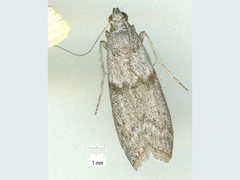 Cadra reniformis