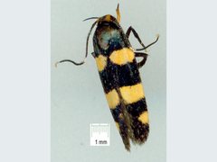Limnaecia polycydista