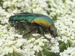 Cetonia aurata