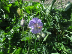 Geranium phaeum lividum