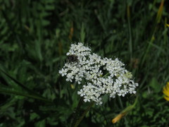 Pimpinella