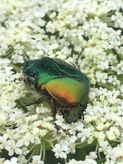 Cetonia aurata
