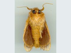 Pseudanapaea denotata