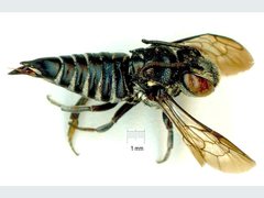 Coelioxys albolineatus