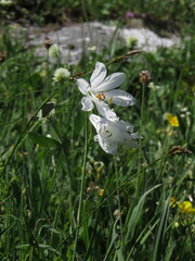 Paradisea liliastrum