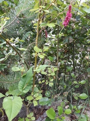 Bistorta amplexicaulis