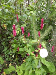 Bistorta amplexicaulis