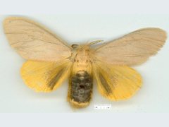 Euproctis habrostola