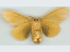 Euproctis habrostola