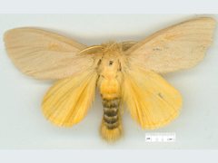 Euproctis habrostola