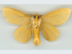 Euproctis habrostola