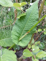 Bistorta amplexicaulis