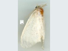 Euproctis fimbriata