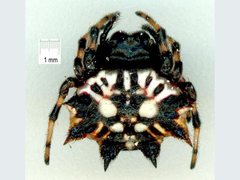 Gasteracantha sacerdotalis