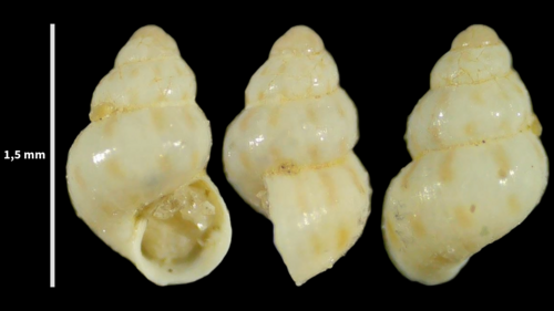 Representative image of Setia