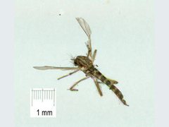 Kiefferulus intertinctus