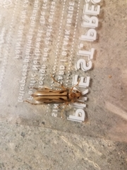 Ortholeptura valida
