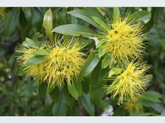 Xanthostemon chrysanthus
