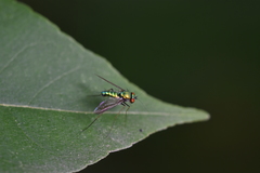 Condylostylus comatus