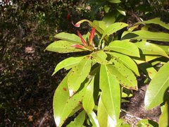 Xanthostemon chrysanthus