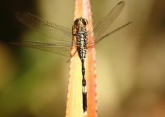 Orthetrum sabina