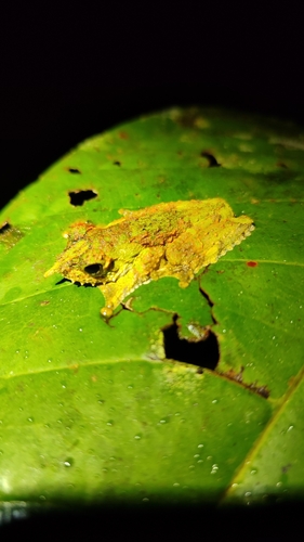 Litoria prora, 2024-11-17