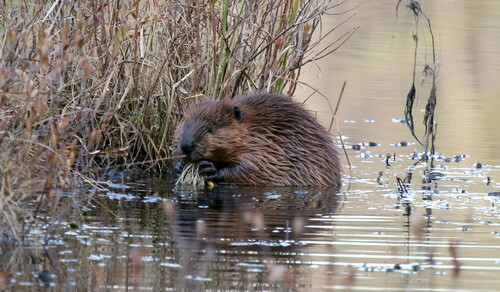 American Beaver photographed in New Hampshire