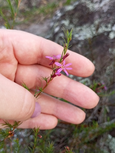 Cuphea linifolia (Cuphea linifolia)