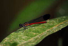 Rhinocypha pagenstecheri