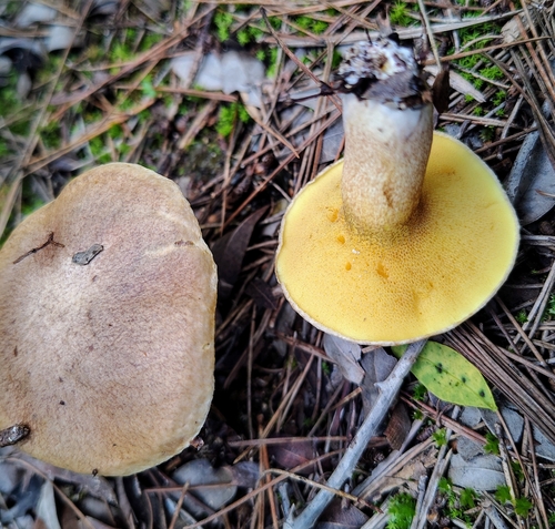 Suillus collinitus