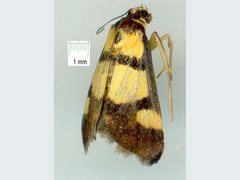 Deuterarcha xanthomela