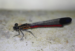 Rhinocypha pagenstecheri