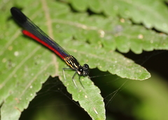 Rhinocypha pagenstecheri