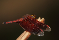 Neurothemis terminata