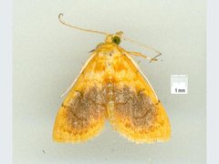 Mabra eryxalis