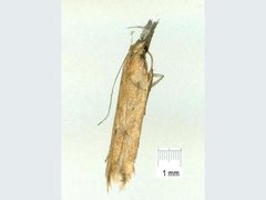 Dichomeris acuminatus