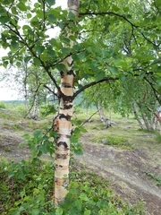 Betula pubescens pumila