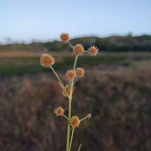 Rhynchospora aberrans