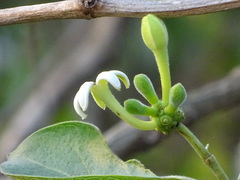 Morinda pubescens
