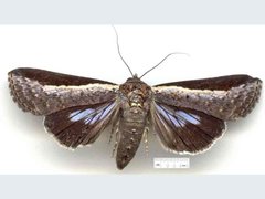 Lophoptera vittigera